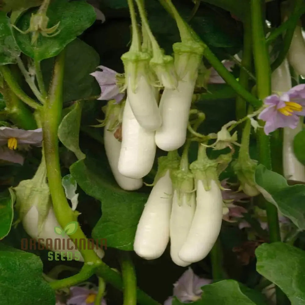 White Long Hybrid Brinjal Fruits Growing on Plant from Seeds, Home Garden