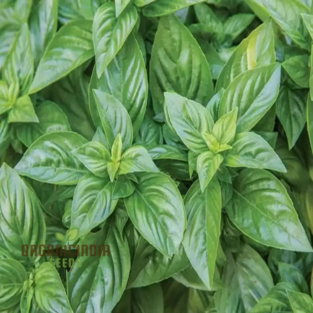 British Basil Seeds Organic Variety for Home Garden Planting