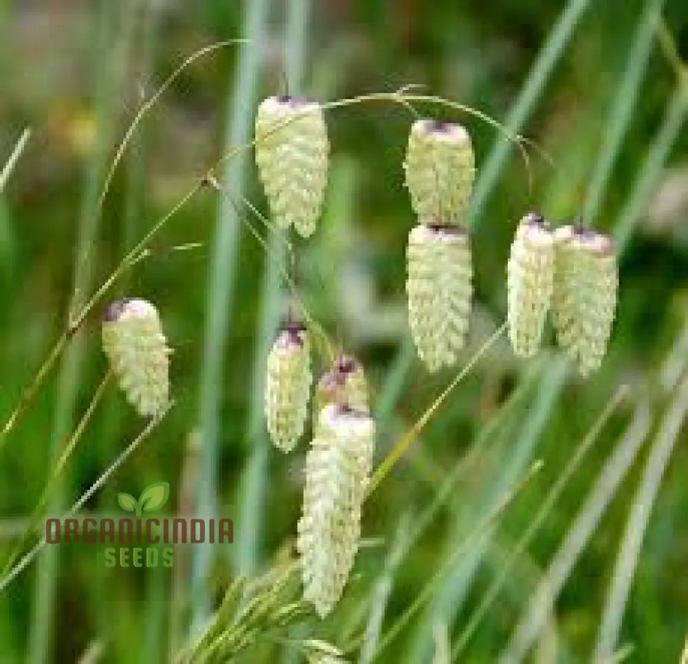 Briza Maxima Quaking Grass Seeds for Ornamental Garden Planting