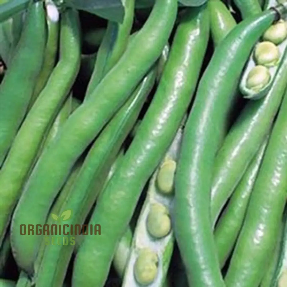 Broad Bean ‘Bunyard’s Exhibition’ Seeds for Planting, Organic Bean Seeds