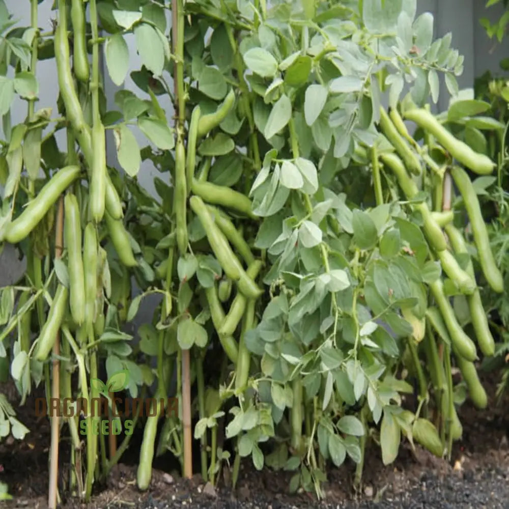 Broad Bean Plant Growing in Container from Seeds, Vegetable Garden