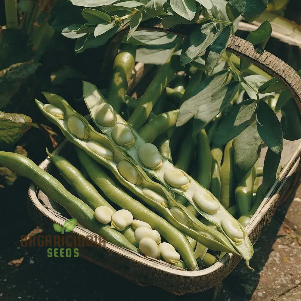 Broad Bean Plants Growing in Garden Bed from ‘Bunyard’s Exhibition’ Seeds