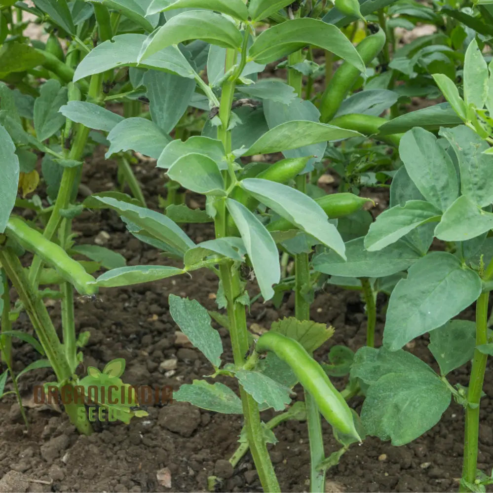 Red Epicure Broad Bean Plants Growing in Garden from Seeds, Home Vegetable Seeds