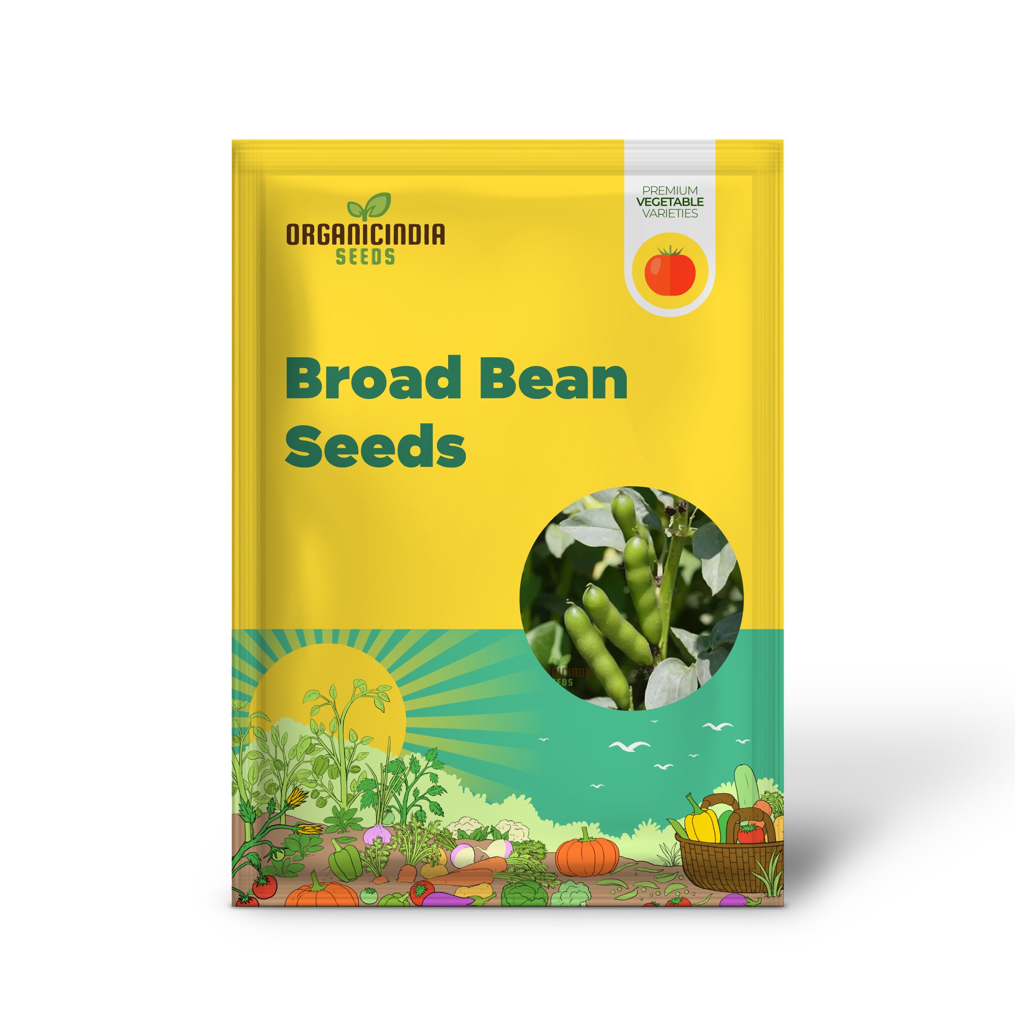 Mature Broad Bean Plant, Productive and Flavorful from Seeds