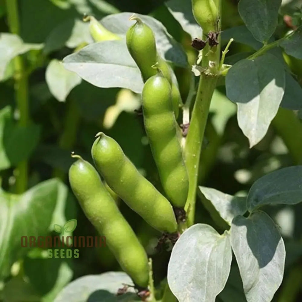 Broad Bean Seeds for Home Garden, High-Yield Nutritious Bean Seeds