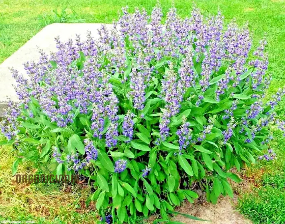 Broad Leaf Sage Seeds Growing in Garden – Aromatic Culinary Herb
