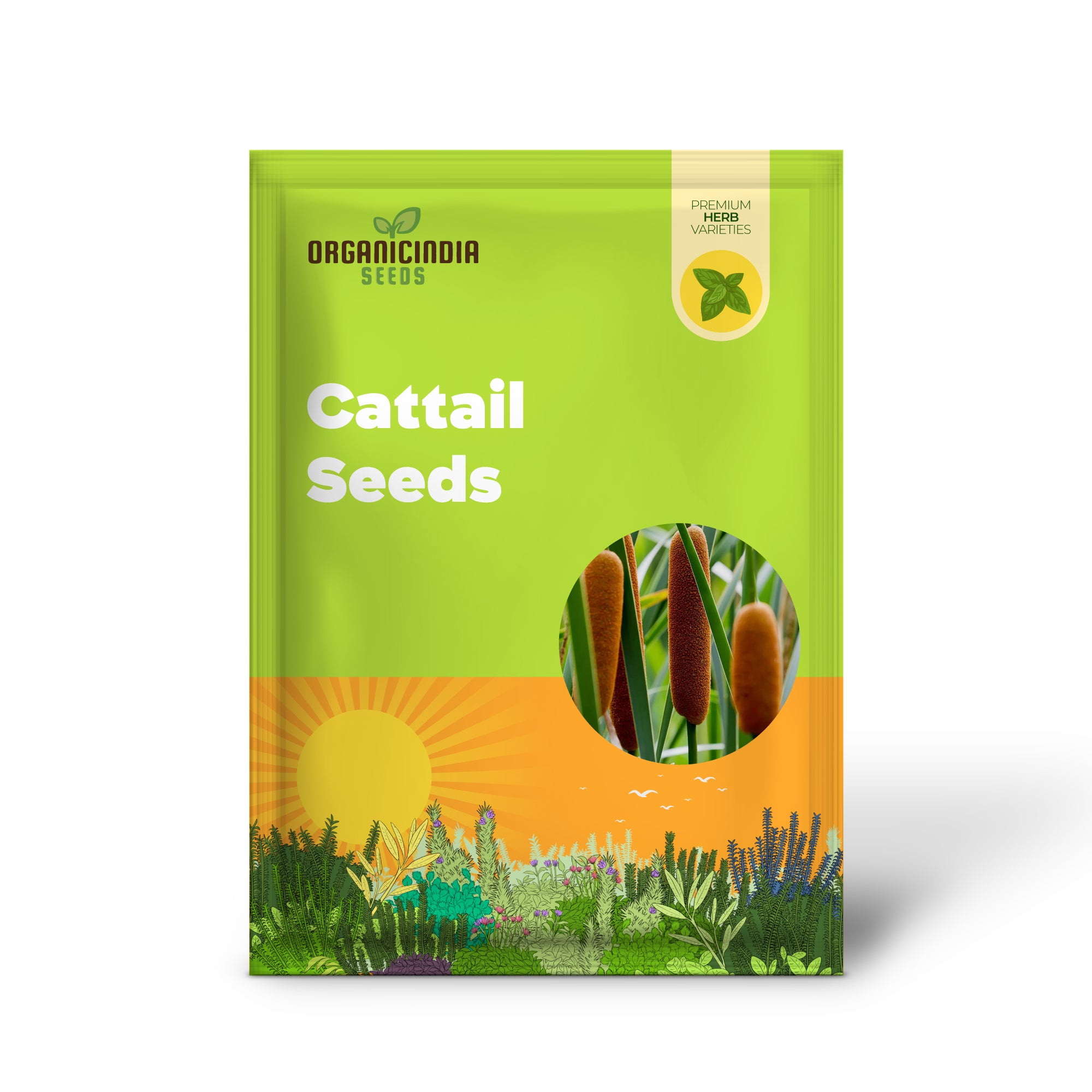 Broadleaf Cattail plants growing naturally in a pond