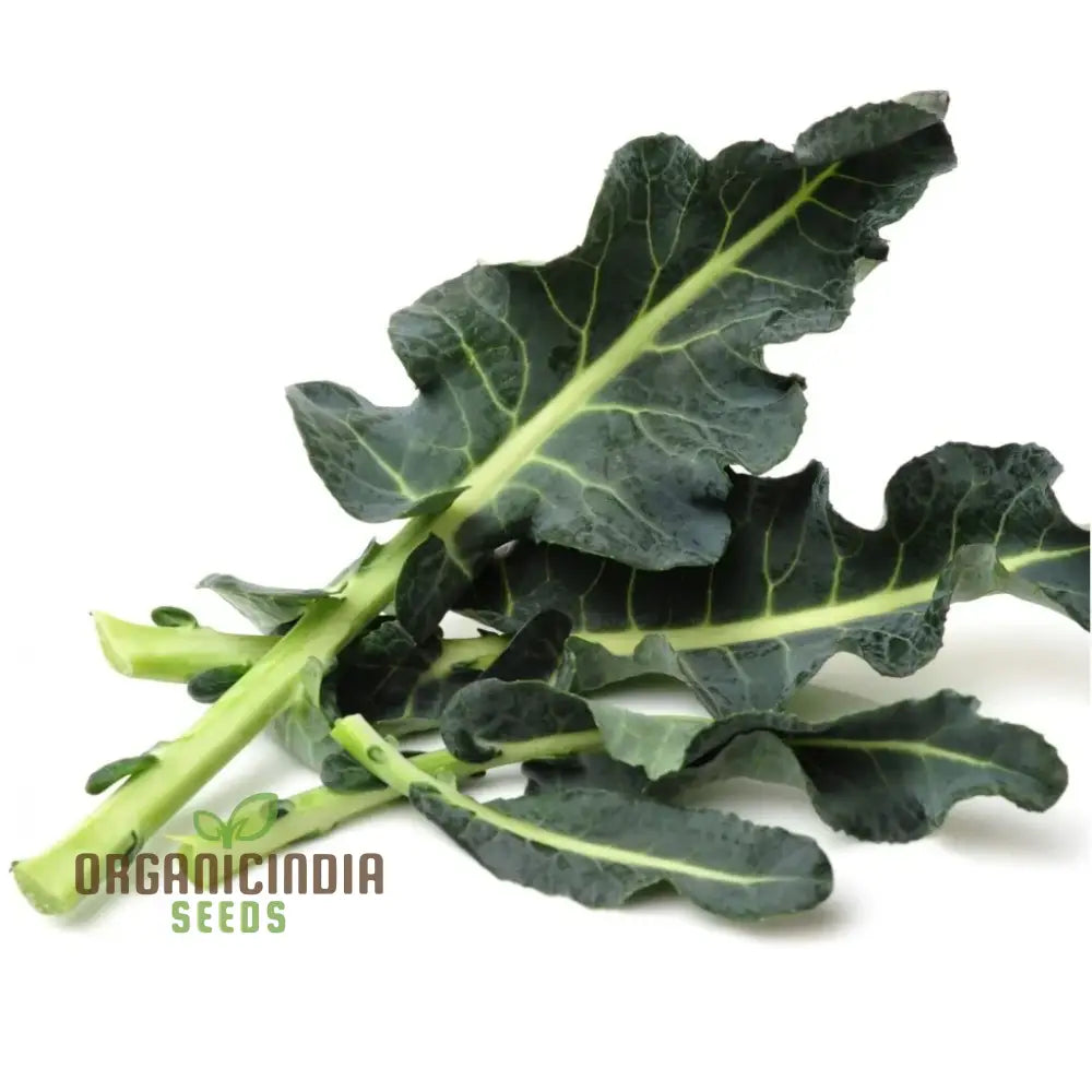 Fresh Leaf Spigariello Broccoli Leaves, Organic Garden Vegetables