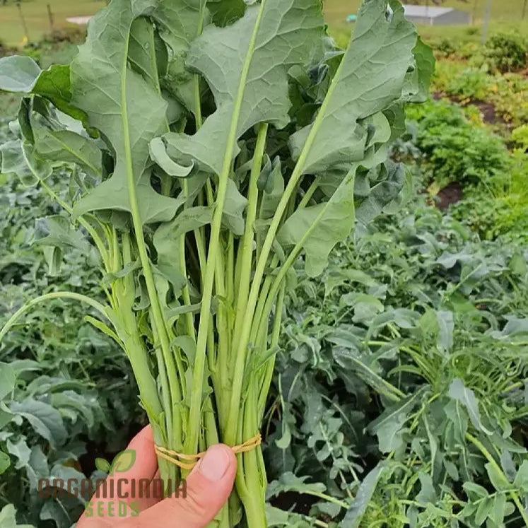 Mature Leaf Spigariello Broccoli Plant from Seeds