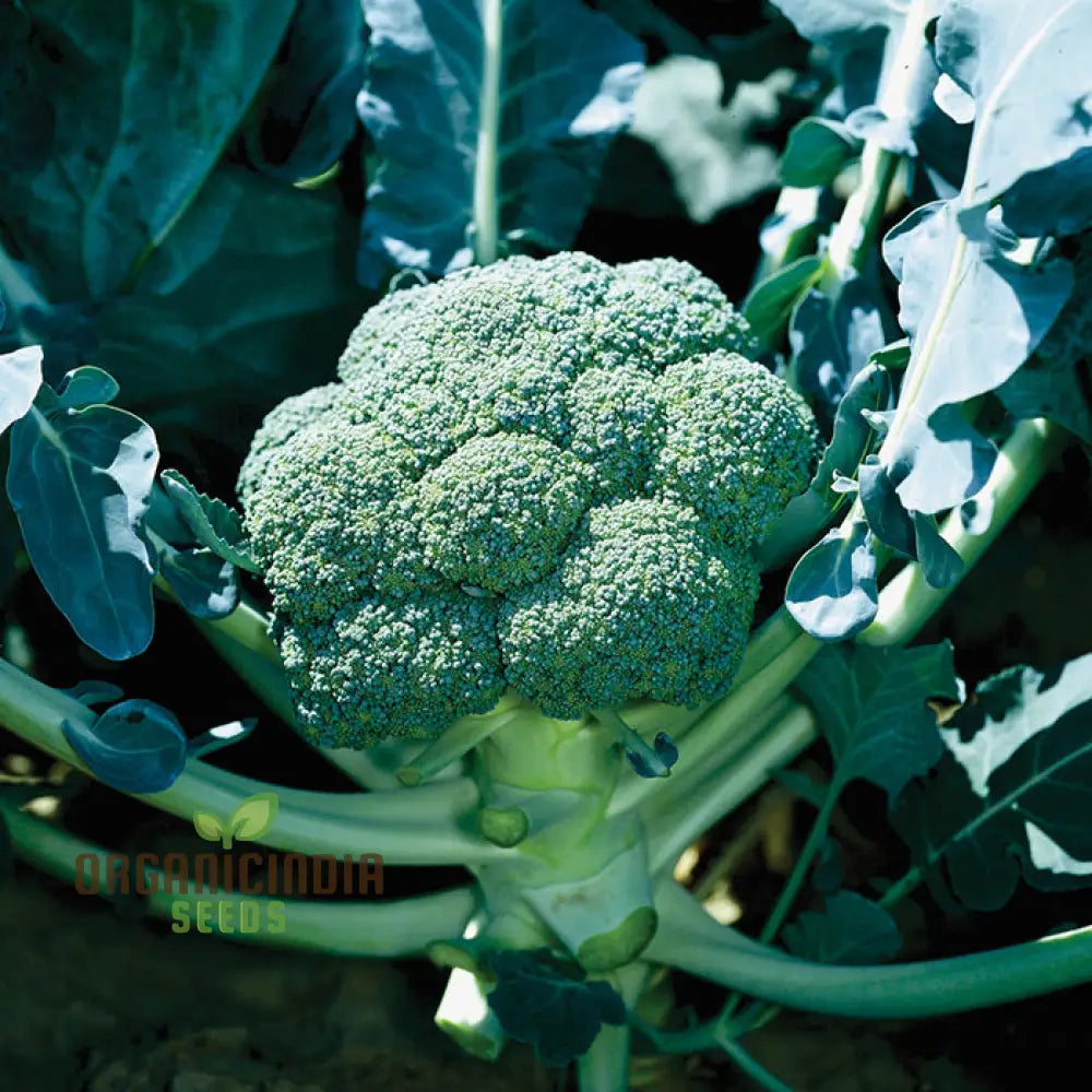 Compact Broccoli Marvel F1 Heads Ready for Harvest