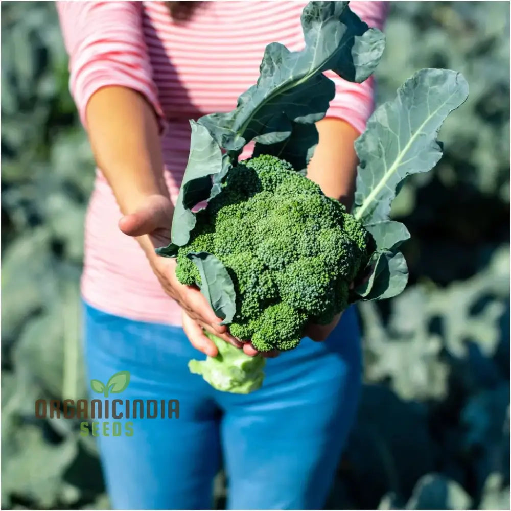 Healthy Marvel F1 Broccoli Plant from Organic Seeds