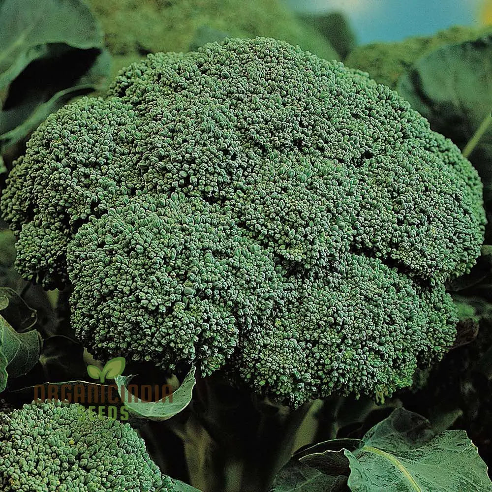 Broccoli Marvel F1 Seeds for Planting, Premium Hybrid Broccoli Seeds