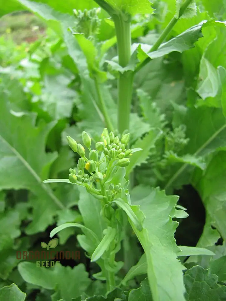 Tender Broccoli Raab Leaves from Seeds, Culinary Greens