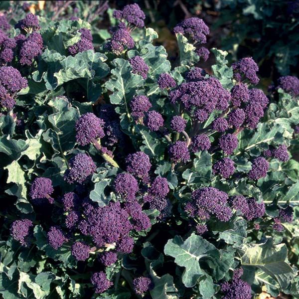 Early Purple Broccoli Seeds for Planting â€“ 100 pcs - Vegetable Seeds