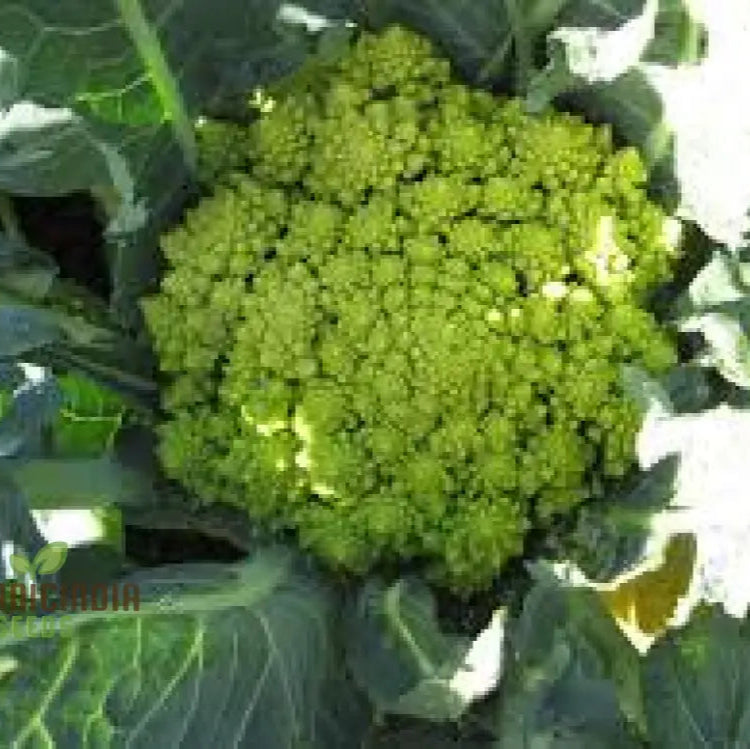 Broccoli - Romanesco Seeds For Gardening Enthusiasts | Premium Quality Heirloom Variety Ideal Home