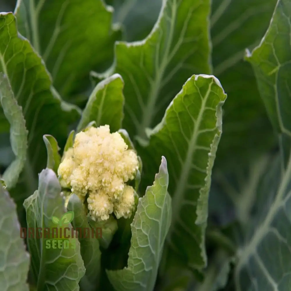 Closeup of White Sprouting Broccoli Head, Tender and Nutritious Vegetable