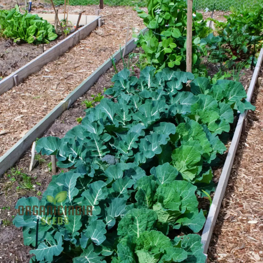 Harvested White Sprouting Broccoli, Healthy and Flavorful Greens