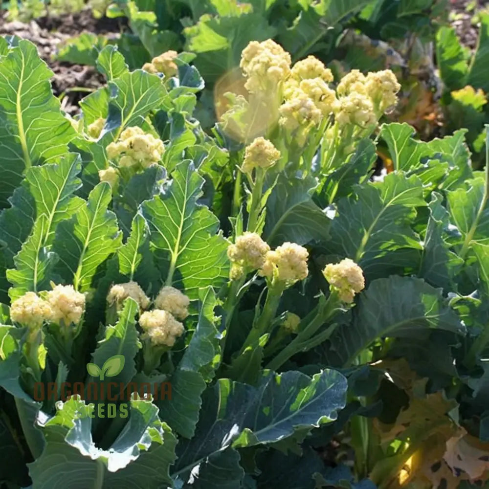 Mature White Sprouting Broccoli Plant, Tender White Florets in Garden