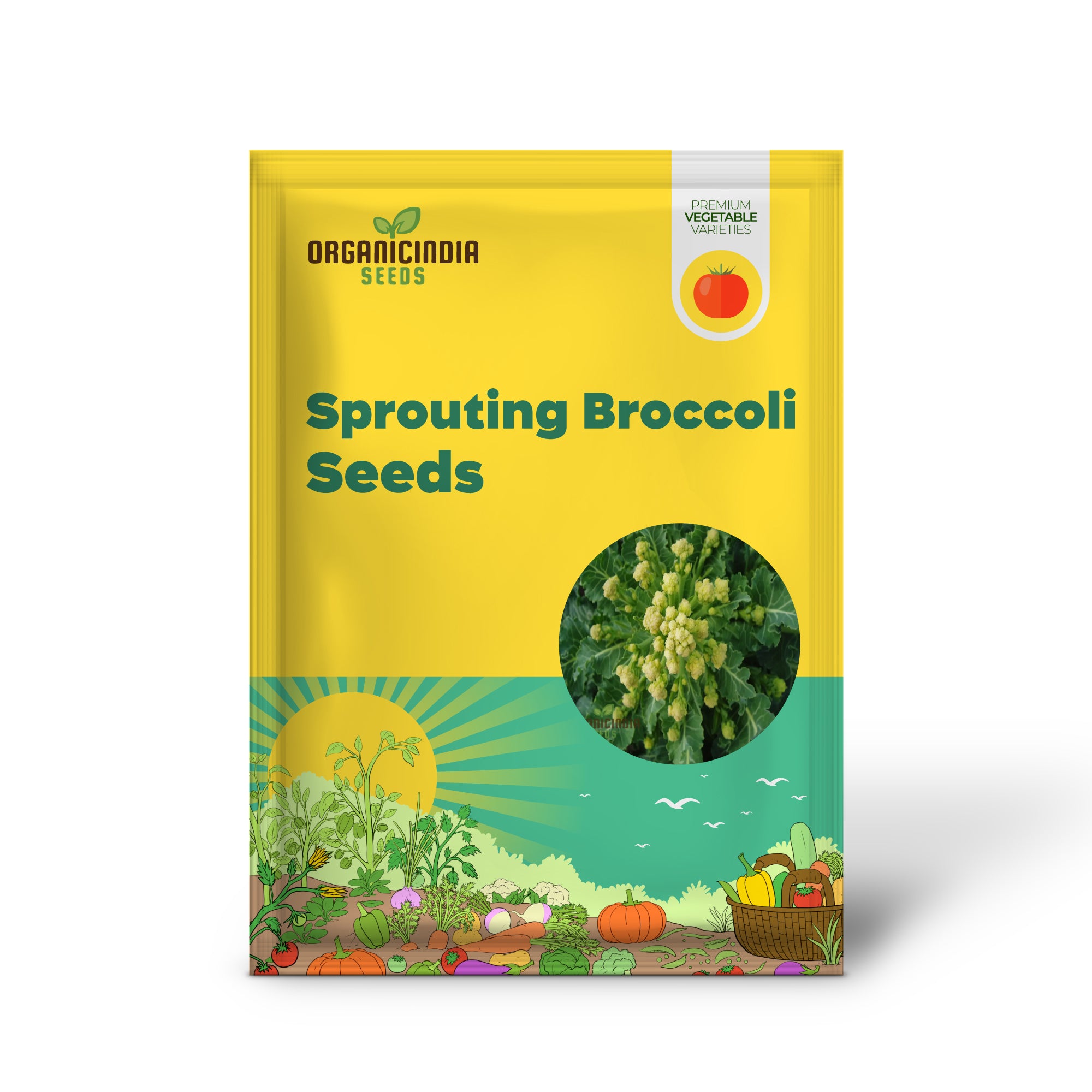 White Sprouting Broccoli Seedlings Growing in Garden, Nutritious Vegetable Plants