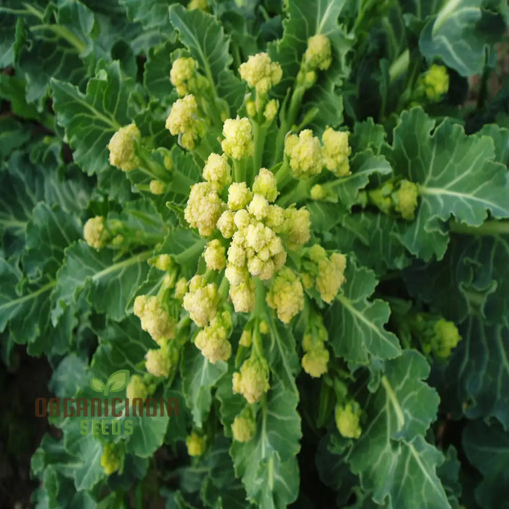 White Sprouting Broccoli Seeds Packet, Non-GMO Vegetable Seeds for Planting