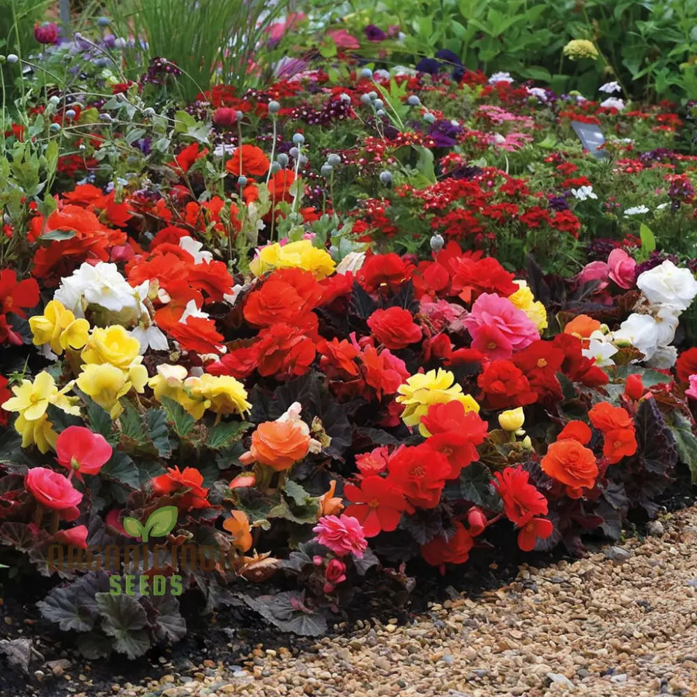 Begonia Seeds with Bronze Foliage and Rich Mixed Flowers
