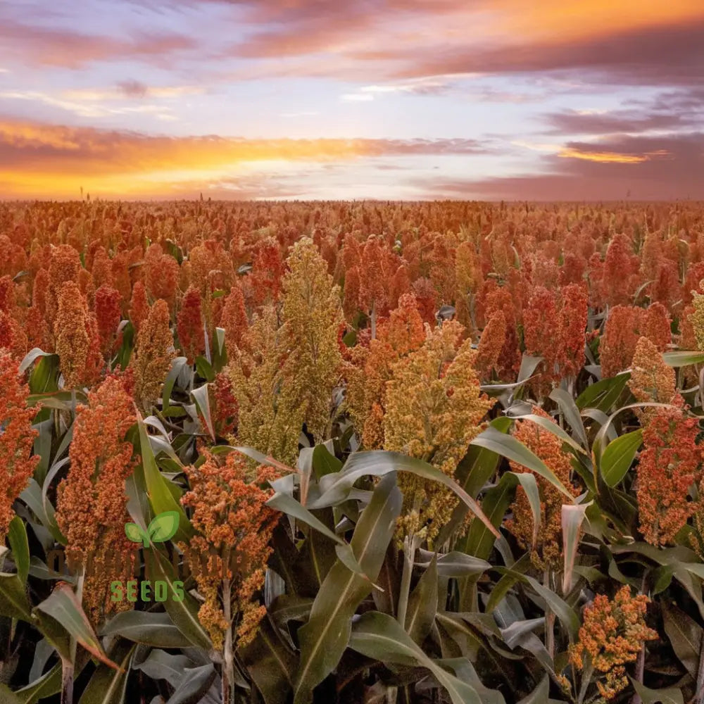 Mature Broom Corn Plant from Seeds, Tall and Robust Vegetable Plant