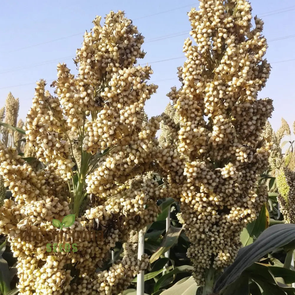 Premium Broom Corn Seeds for Planting, Home Garden High-Yield Seeds