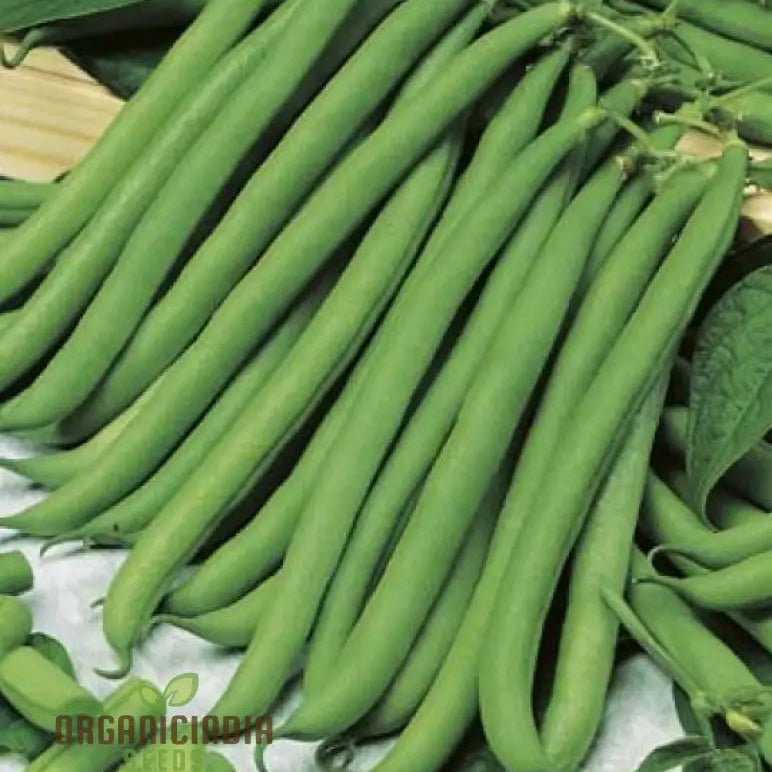 Brown Beauty Seeds for Home Garden, Vibrant Ornamental Plants