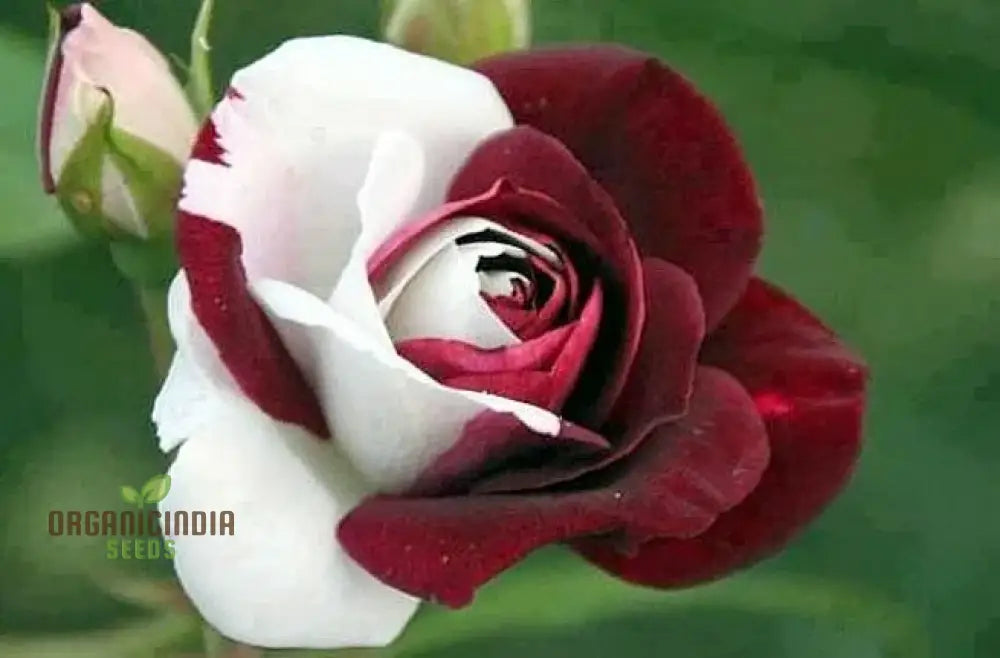 Brown and white rose seeds unique dual-color blooms