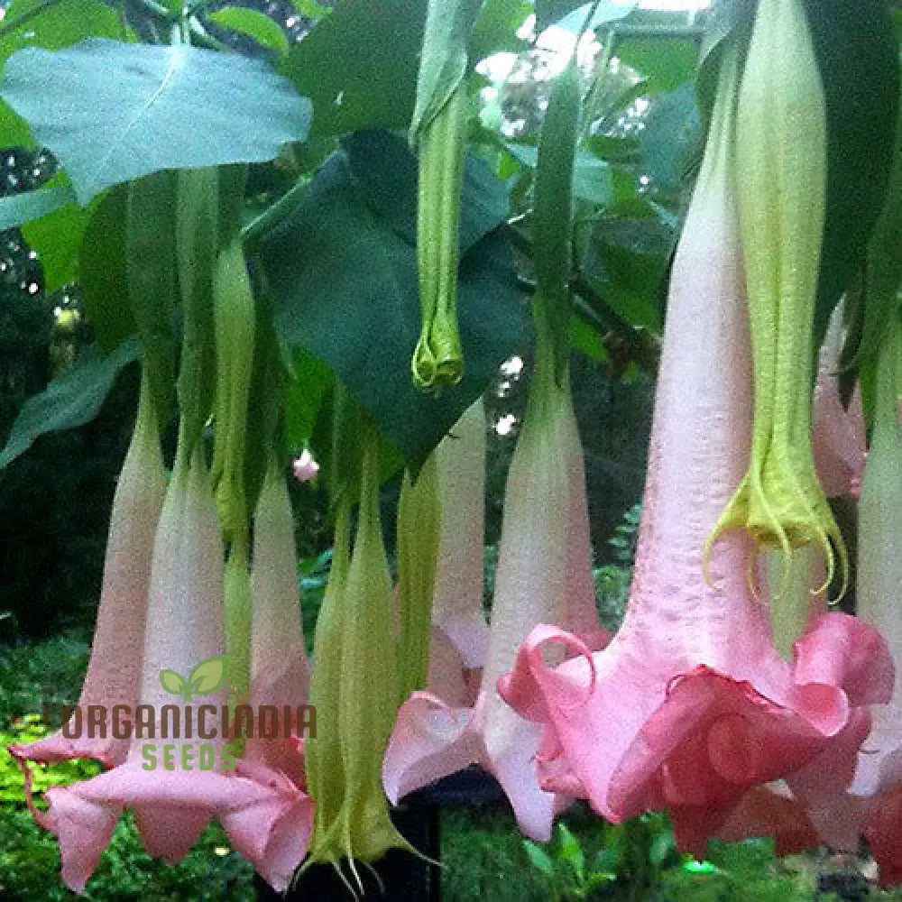 Brugmansia â€™Ecuador Pinkâ€™ Seeds For Planting Enhance Your Garden With Unique Blooms