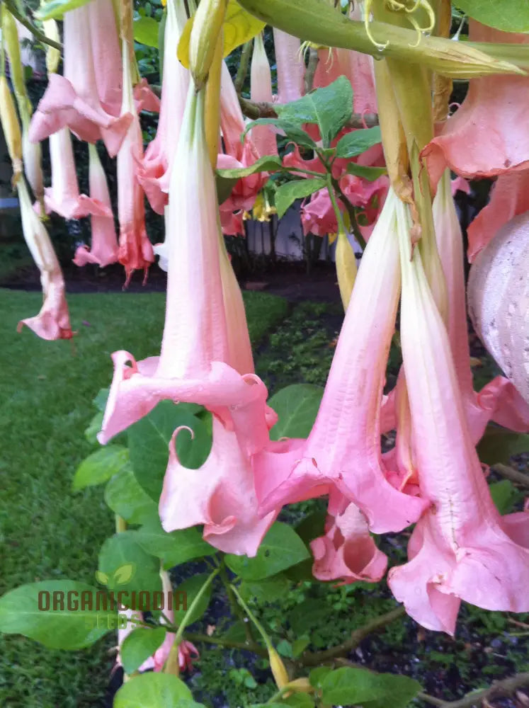 Brugmansia â€™Ecuador Pinkâ€™ Seeds For Planting Enhance Your Garden With Unique Blooms