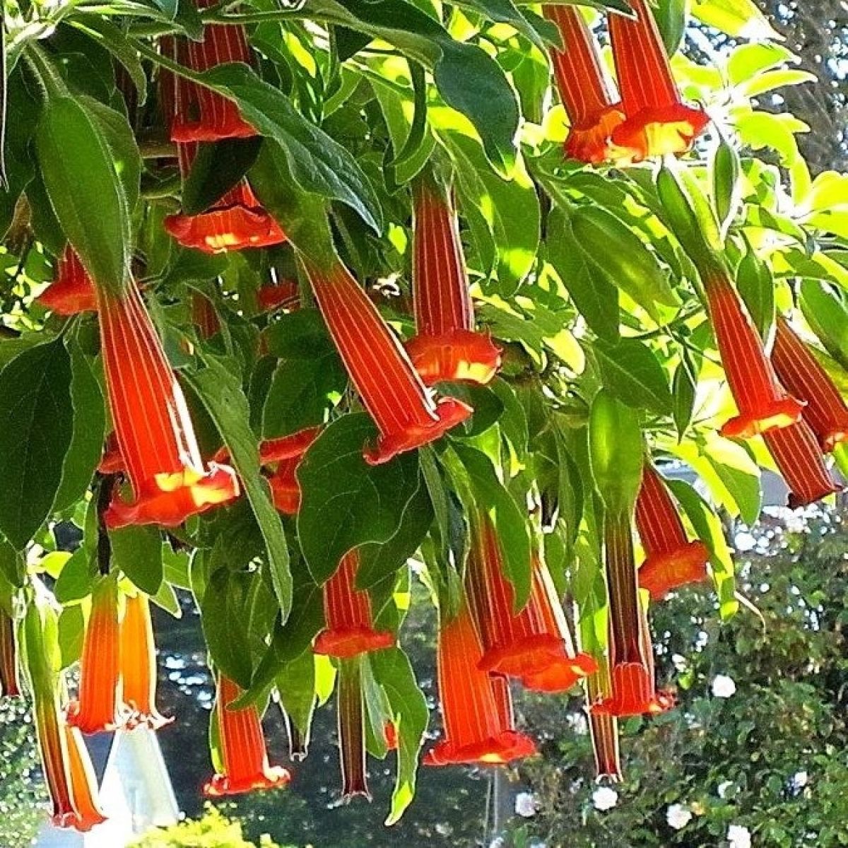 Rote Engelstrompeten-Blumensamen, Brugmansia Sanguinea für den Gartenbau – 100 Stück