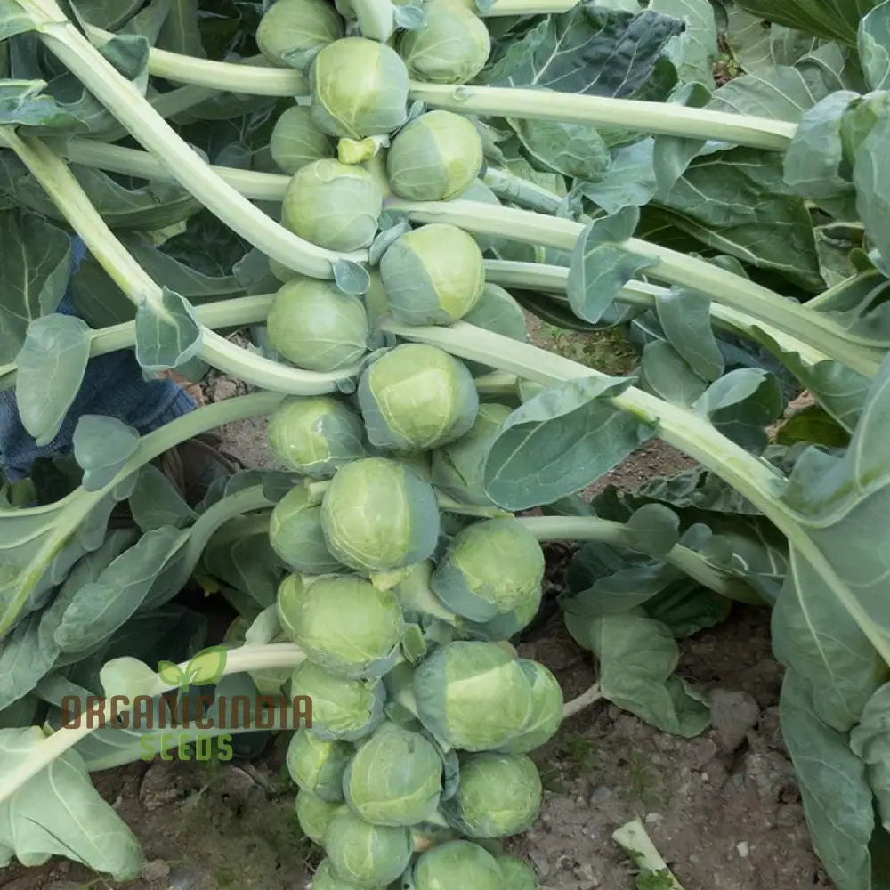 Brest F1 Brussels Sprout Seeds for Home Garden Planting, High-Yield Seeds