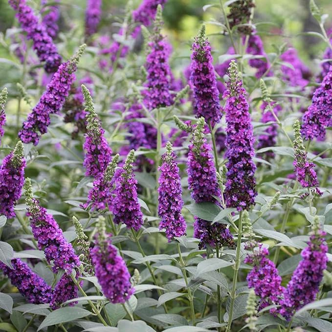 Close-Up of Purple Butterfly Bush Flower Bloom from Seeds
