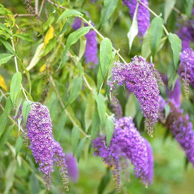 Purple Butterfly Bush Plants in Garden Bed from Seeds