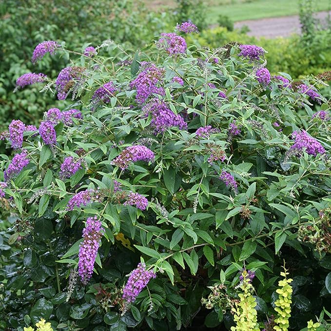 Purple Butterfly Bush Attracting Butterflies from Seeds
