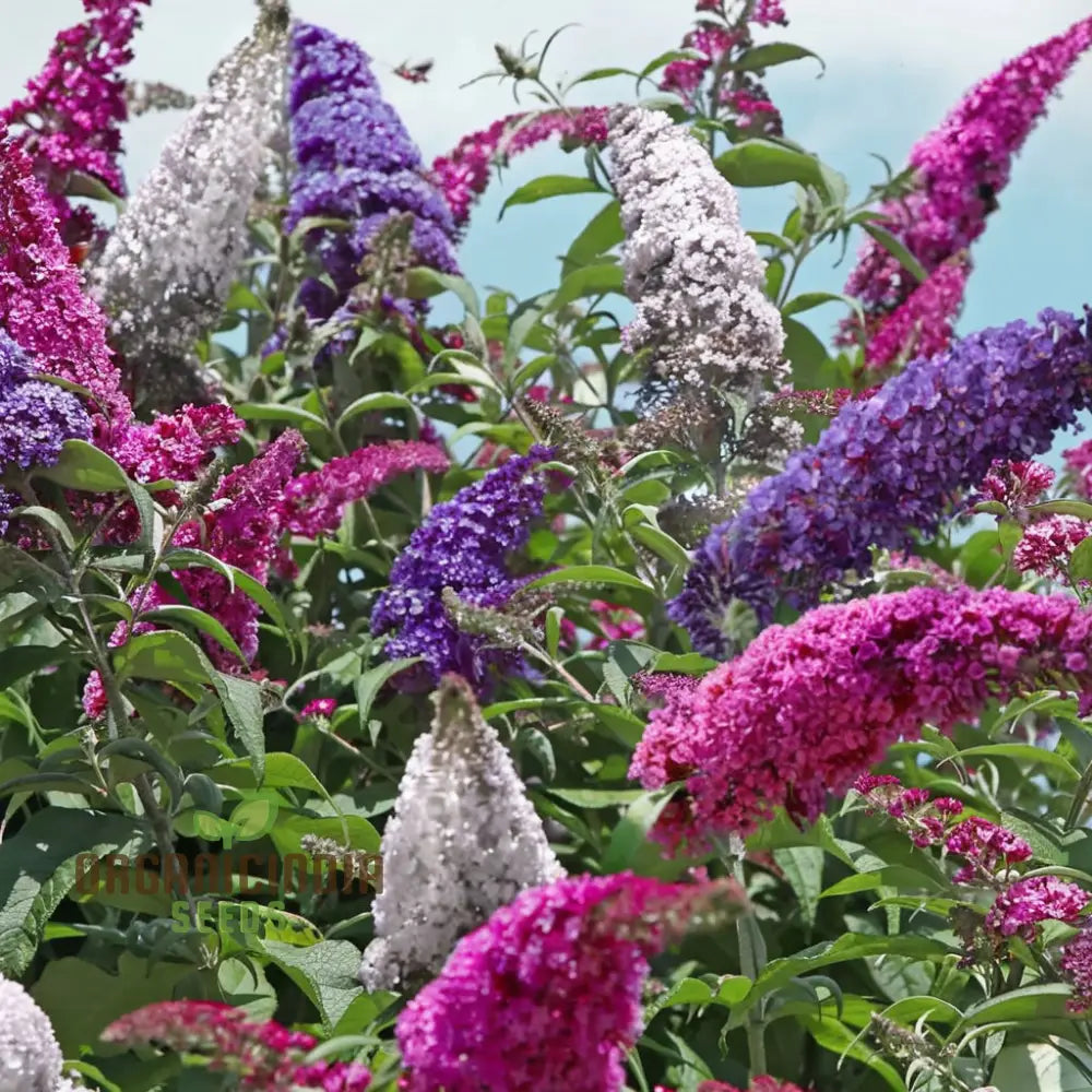 Buddleia Tricolour Butterfly Bush Seeds for Planting