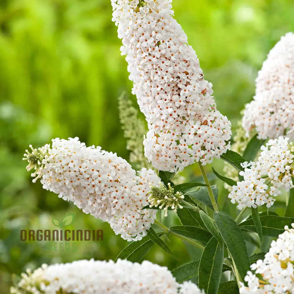 Mature White Butterfly Bush plant grown from seeds in garden