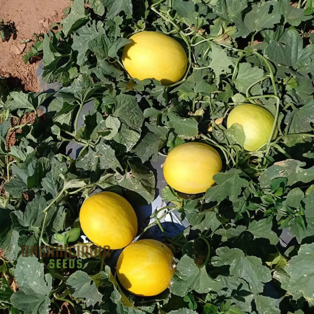 Budgie Melon Seeds for Garden, Easy-to-Grow Sweet Melons