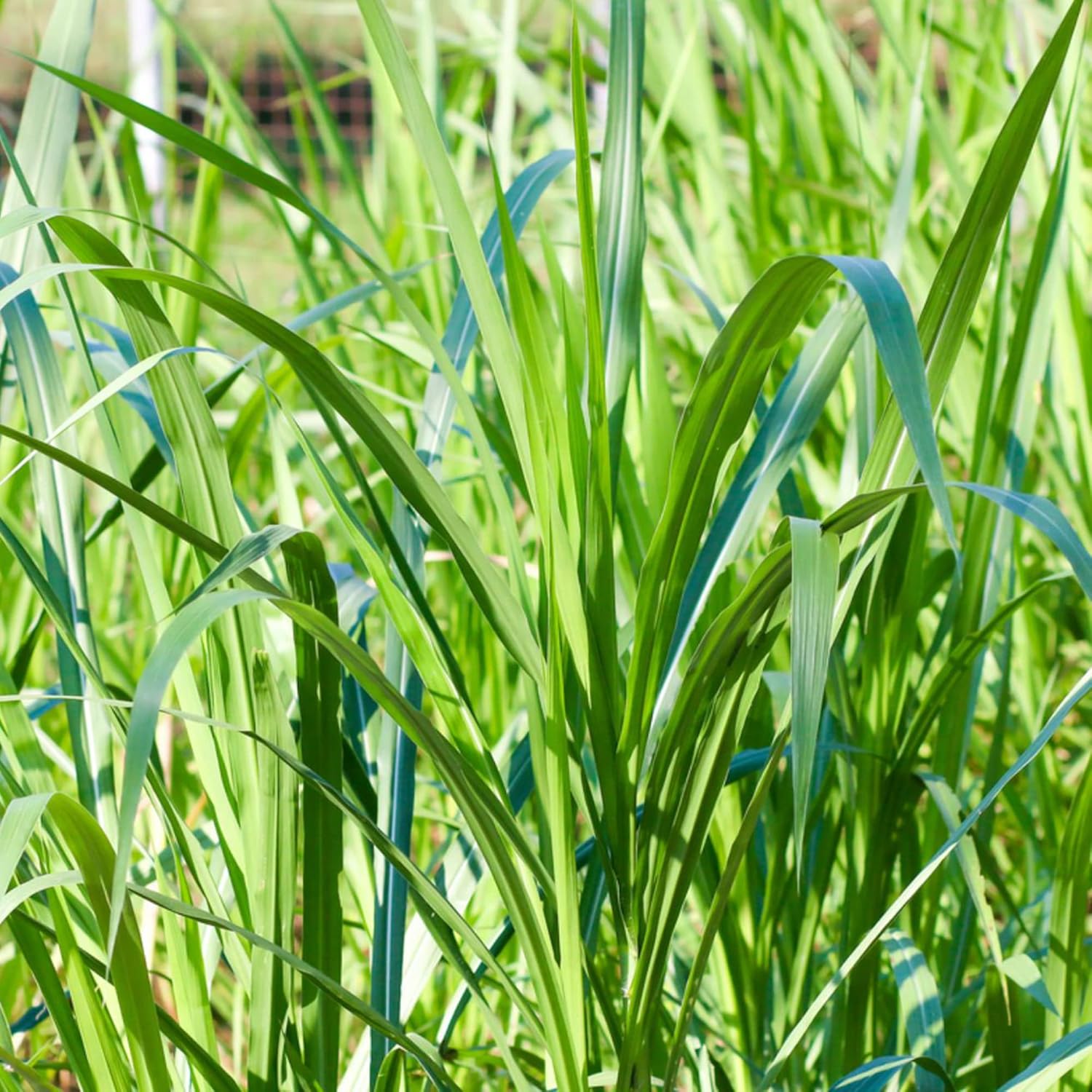 Buffalo Grass Seeds Bouteloua Dactyloides drought tolerant turf grass