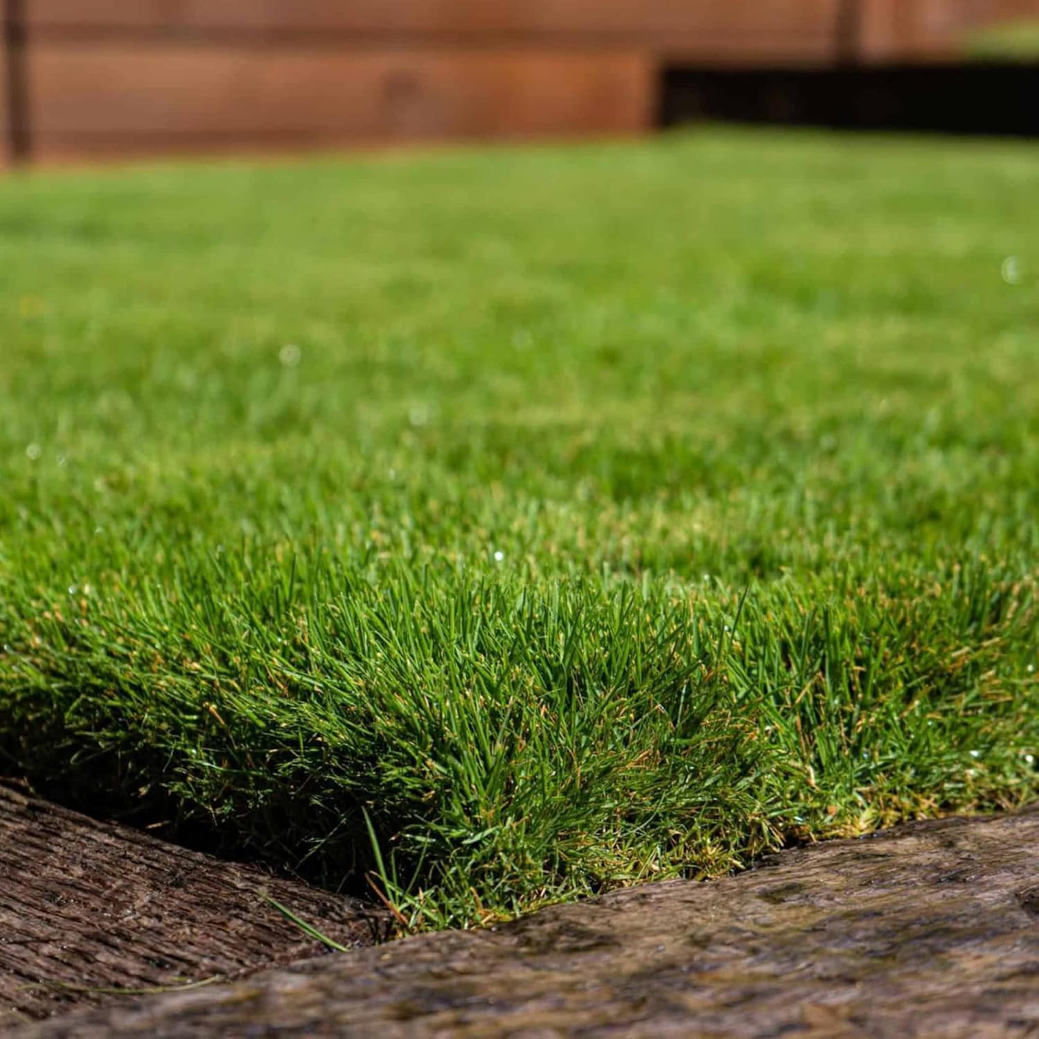 Buffalo Grass seeds ideal for dry climates and low water landscapes