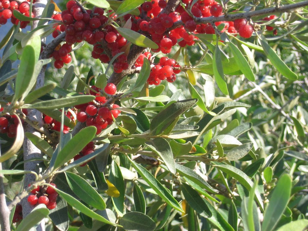 Small Yellow-Green Blossoms on Buffaloberry Shrub