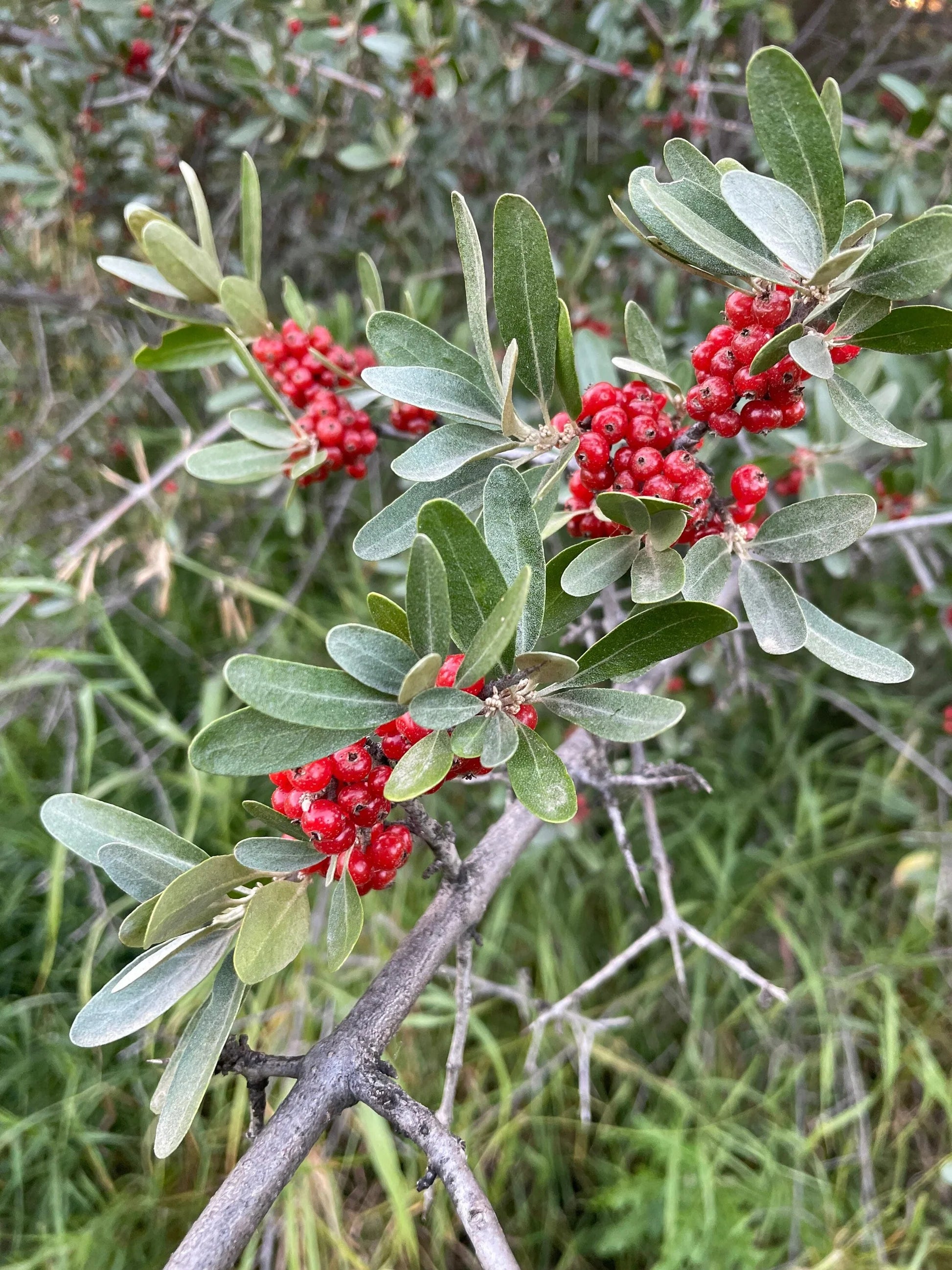 Buffaloberry Shrubs Growing as Windbreak Hedge