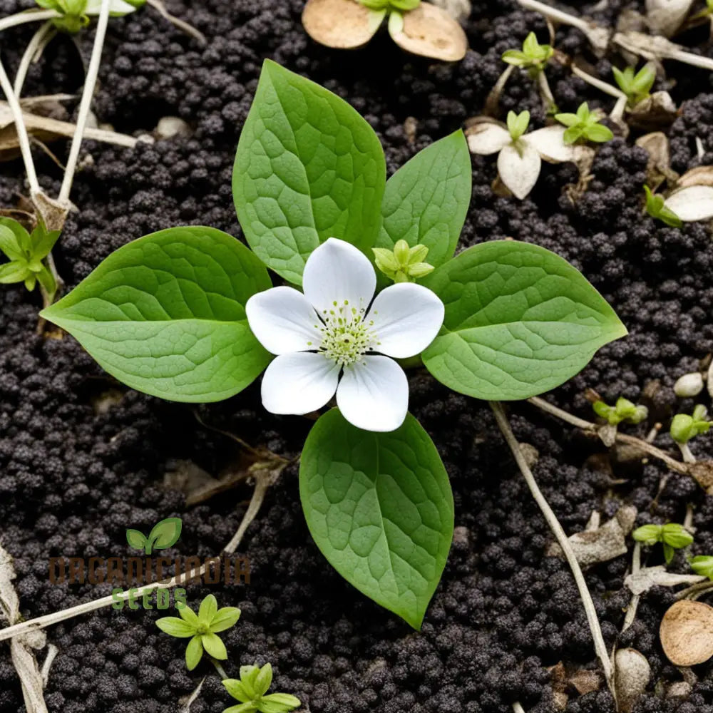 Bunchberry perennial ground cover growing from seeds