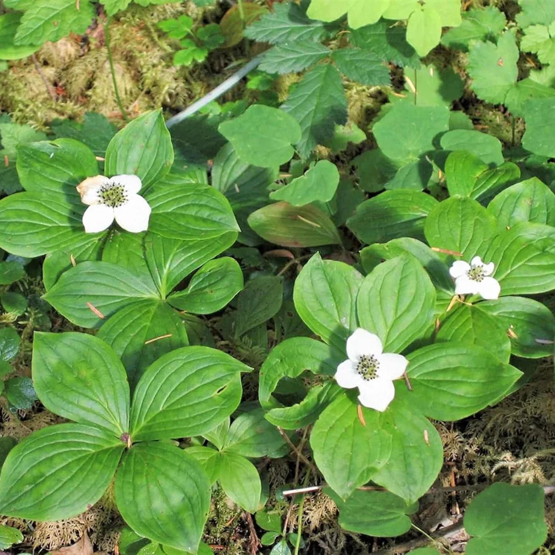Close-up of white Bunchberry flowers