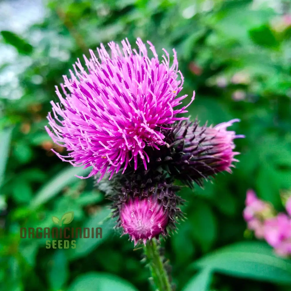 Premium Burdock Arctium Lappa Seeds for Home Gardening