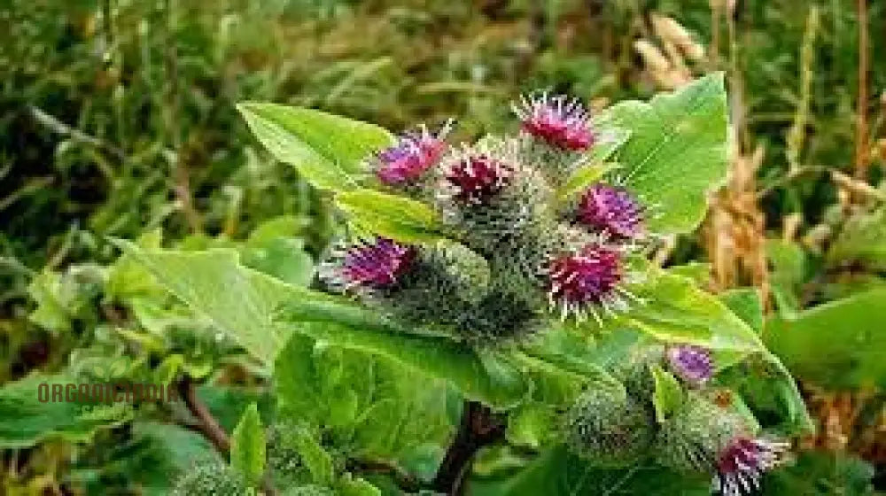 Burdock Seeds for Planting Arctium Lappa in Home Gardens