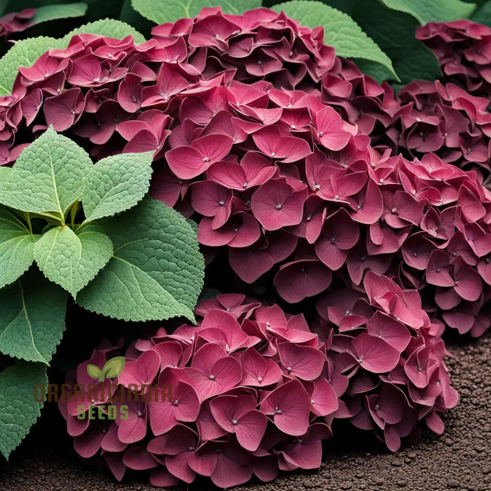 Burgundy Hydrangea flower seeds for planting