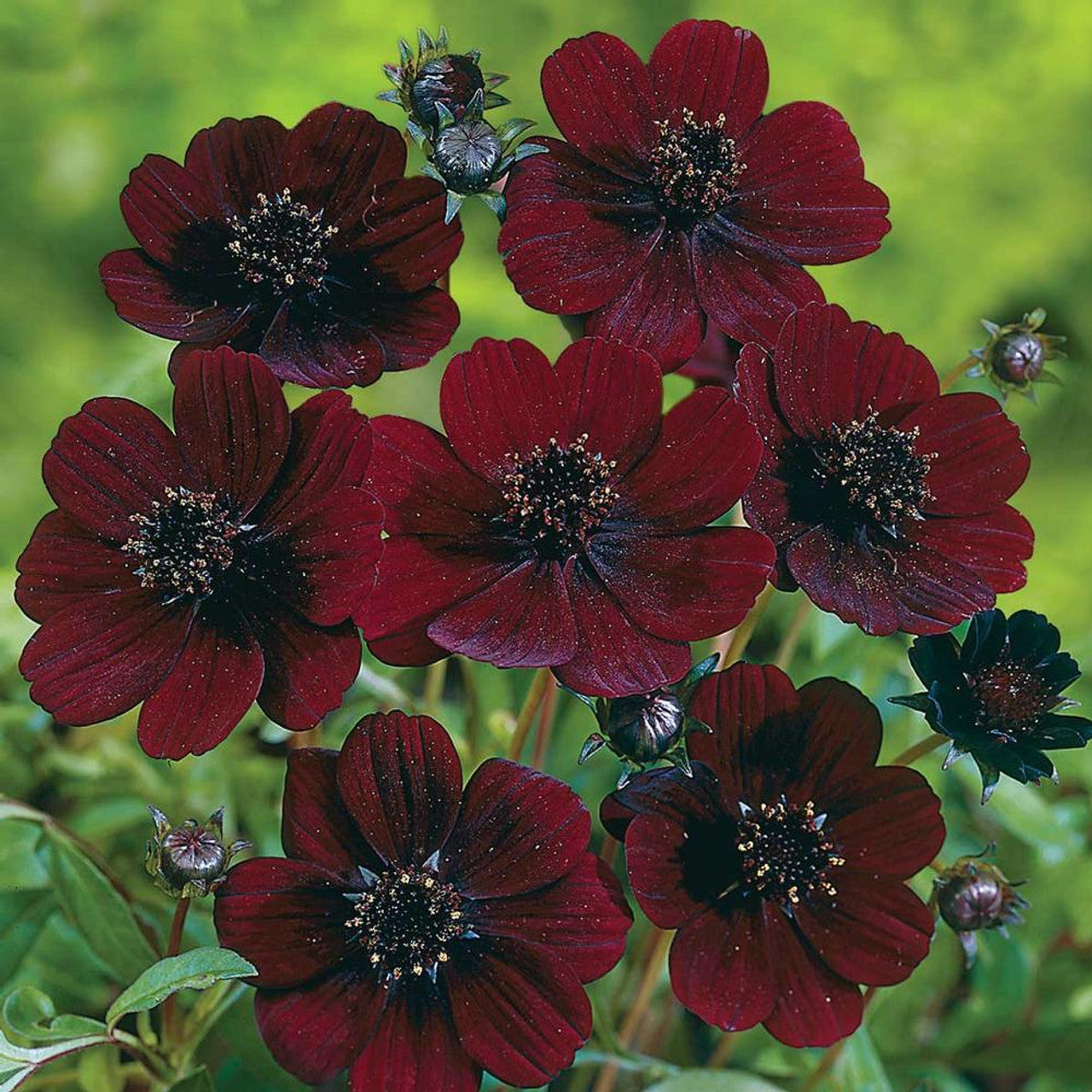 Burgundy Red Cosmos Flower Seeds for Garden Planting