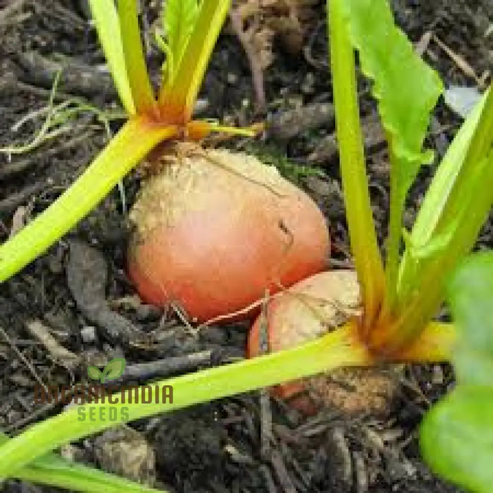 Burpee's Golden Beetroot Seeds Pack, Organic Heirloom Beet Seeds